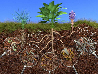 Fortificador de Raíces que Revoluciona la Agricultura Orgánica