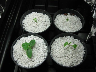 Agrolita - Sustrato para Propagación Vegetativa