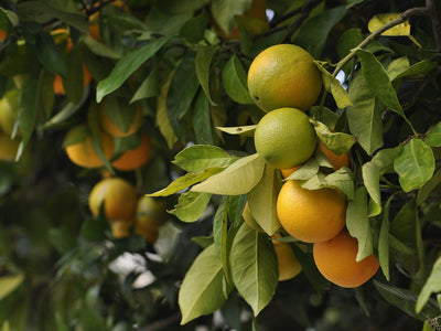 ¹⁻³Variedades de Naranja