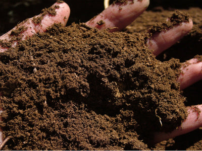 Peat Moss - Sustrato para Propagación Vegetativa