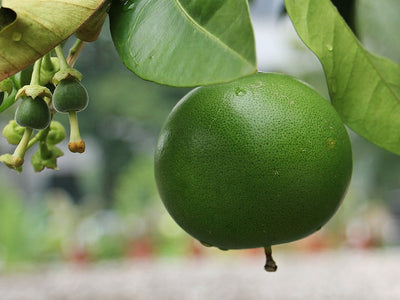 ¹⁻³Patrones en Cítricos