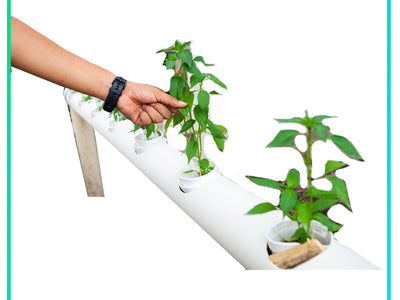 Agrocurly - Hidroponía para el Autoconsumo