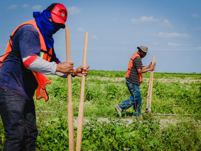 LA EVALUACIÓN DE PROYECTOS Y SUS ASPECTOS FUNDAMENTALES