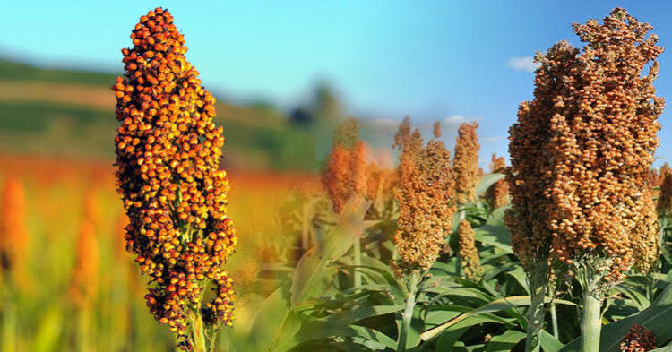 LA PRODUCCIÓN DE SORGO EN EL NORESTE DE TAMAULIPAS