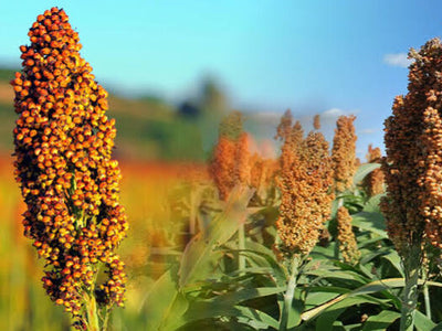 LA PRODUCCIÓN DE SORGO EN EL NORESTE DE TAMAULIPAS