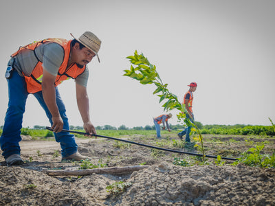 EL INSTRUMENTO DE LOS PROYECTOS DE INVERSIÓN; CLAVE DEL DESARROLLO AGRÍCOLA