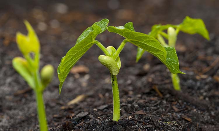 LOS BIOFERTILIZANTES Y EL RIEGO EFICIENTE