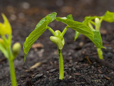 LOS BIOFERTILIZANTES Y EL RIEGO EFICIENTE