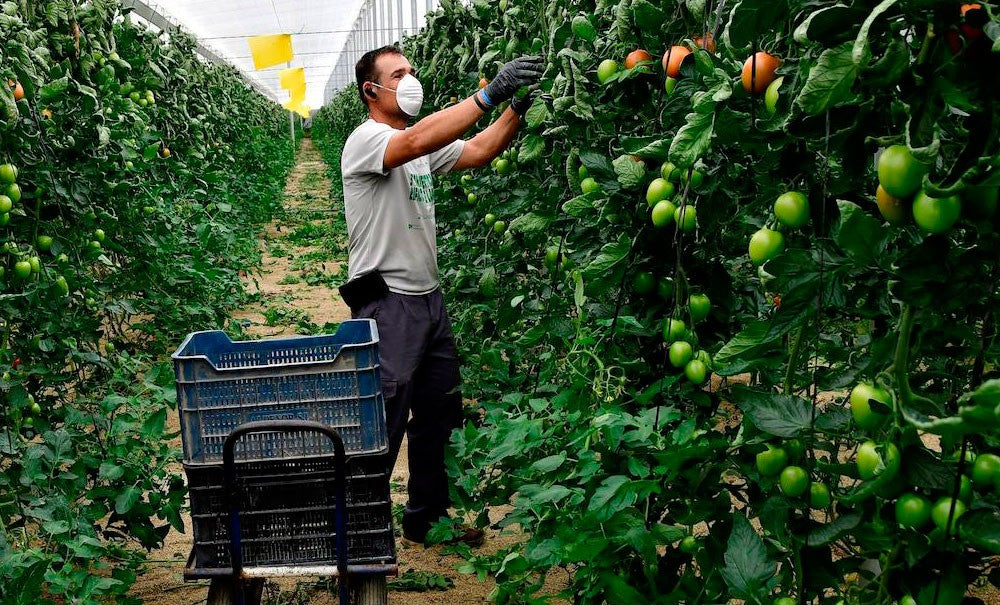 LA CRISIS DEL COVID-19 EN LA AGRICULTURA