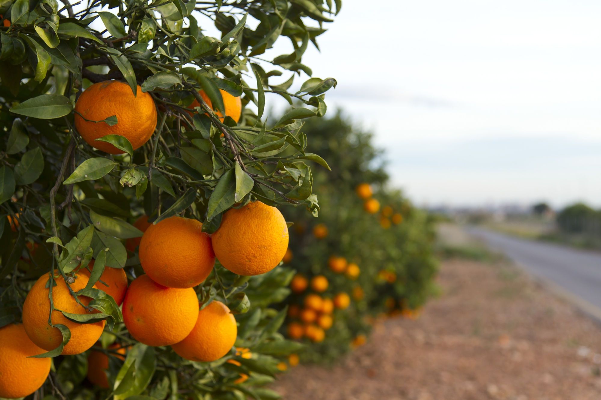 Influencia de Hidrogel en Naranja