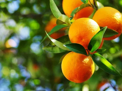 ¹⁻⁵Nutrición para Citricos
