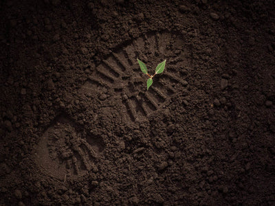 SUELOS, FERTILIZACIÓN Y PLANTA
